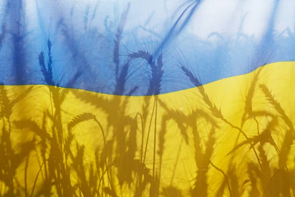 Silhuetas Espigas Trigo Bandeira Nacional Ucraniana Amarela Azul Iluminadas Pela — Fotografia de Stock