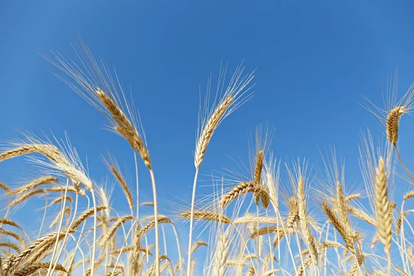 Primer Plano Plano Espigas Trigo Dorado Campo Cultivo Grande Suave —  Fotos de Stock