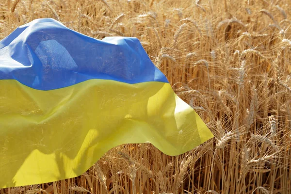 Bandeira Nacional Ucraniana Deitada Sobre Trigo Arquivado Iluminado Pela Luz — Fotografia de Stock