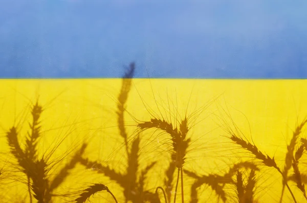 Silhuetas Espigas Trigo Bandeira Nacional Ucraniana Amarela Azul Iluminadas Pela — Fotografia de Stock
