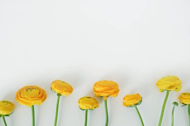 Güzel sarı-turuncu ranunculus buketinin makro çekimi izole arka planda. Görünür taç yaprağı. Parlak çiçek tomurcukları. Üst görünüm, kapat, boşluğu kopyala, kırpılmış resim.