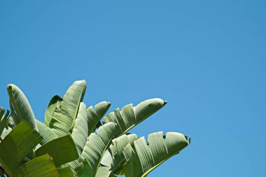Açık mavi arkaplan üzerinde güneş ışığı altında egzotik muz palmiyesi yapraklarından oluşan büyük bir grup. Görünür yaprak dokusuna sahip tropikal bitkinin kırpılmış görüntüsü. Kirlilikten arınmış sembol. Kapat, boşluğu kopyala.