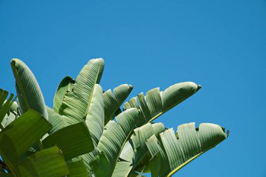 Açık mavi arkaplan üzerinde güneş ışığı altında egzotik muz palmiyesi yapraklarından oluşan büyük bir grup. Görünür yaprak dokusuna sahip tropikal bitkinin kırpılmış görüntüsü. Kirlilikten arınmış sembol. Kapat, boşluğu kopyala.