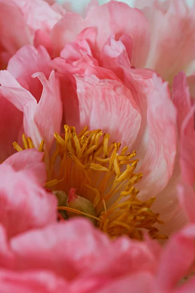 Macro Shot Beautiful Pink Peony Blossoms Festive Background Petal Patterns — Stock Photo, Image