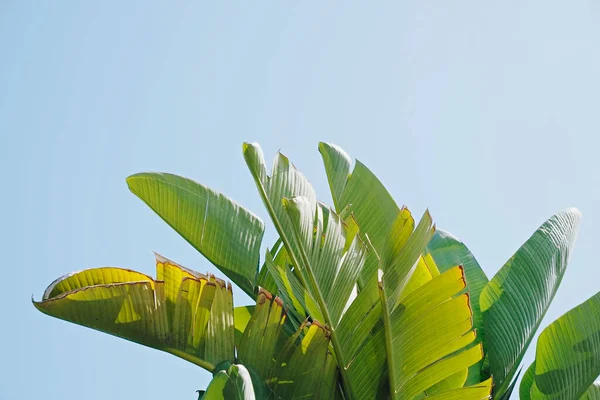 Grupa Dużych Zielonych Liści Egzotycznej Palmy Bananowej Słońcu Nad Czystym — Zdjęcie stockowe