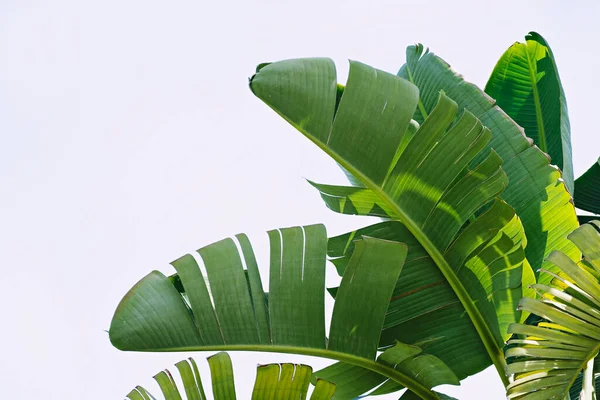 Grupa Dużych Zielonych Liści Egzotycznej Palmy Bananowej Słońcu Białym Tle — Zdjęcie stockowe