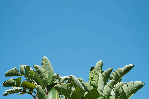 Grupo Grandes Hojas Verdes Palmera Plátano Exótica Luz Del Sol — Foto de Stock