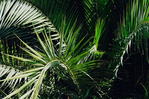 Grupa Dużych Zielonych Liści Egzotycznych Palm Datowanych Strzał Tropikalnych Liści — Zdjęcie stockowe