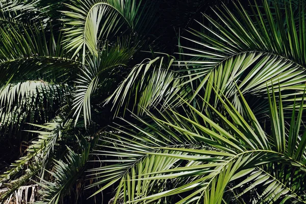 Egzotikus Datolyafák Nagy Zöld Leveleinek Csoportja Vágott Lövés Trópusi Növény — Stock Fotó