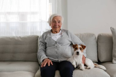 Duygusal destek hayvan konsepti. Tel saçlı Jack Russell Terrier köpeği olan yaşlı kadının portresi. Yaşlı kadın ve sert kaplamalı yavrusu gri tekstil kanepesinde oturuyor. Kapat, kopyala boşluk, arkaplan.