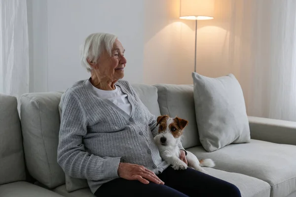 Emotional support animal concept. Portrait of elderly woman with wire haired jack russell terrier dog. Old lady and her rough coated pup sitting on grey textile sofa. Close up, copy space, background.