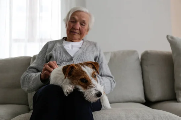 Emotional support animal concept. Portrait of elderly woman with wire haired jack russell terrier dog. Old lady and her rough coated pup sitting on grey textile sofa. Close up, copy space, background.