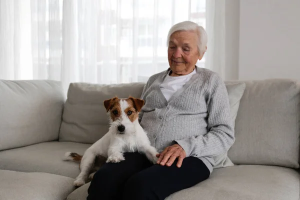 Emotional support animal concept. Portrait of elderly woman with wire haired jack russell terrier dog. Old lady and her rough coated pup sitting on grey textile sofa. Close up, copy space, background.