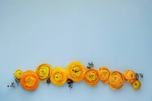 Flores Ranúnculo Amarelo Alaranjado Bicolor Colocadas Uma Fileira Sobre Fundo — Fotografia de Stock