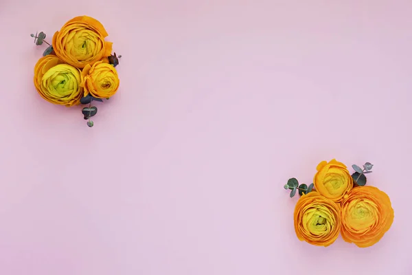 Dwukolorowy Żółto Pomarańczowy Ranunculus Pąki Kwiatowe Ułożone Pęczki Jasnoróżowym Tle — Zdjęcie stockowe