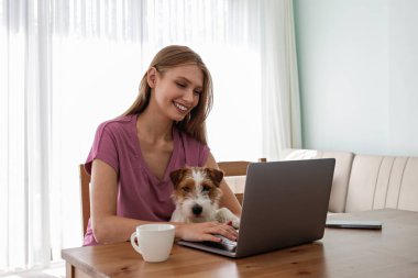 Dizüstü bilgisayarda çalışan genç ve güzel bir kadının portresi. Tel saçlı Jack Russel teriyeri köpeğiyle evde. Sert kaplamalı bir dişi. İç arkaplan, kapat, kopyala.