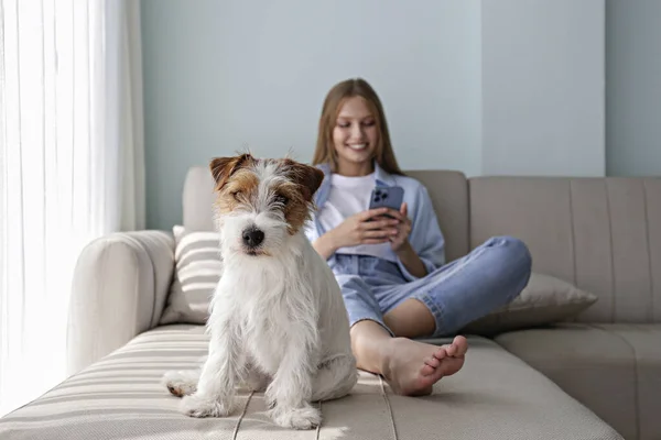 Sevimli Tel Saçlı Jack Russel Teriyer Köpeği Kameraya Bakıyordu Arkasında — Stok fotoğraf