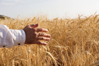 Unrecognizable farmer in a process quality control on a wheat field, checking the spikelets. Cropped shot of a man's hand touching the wheat ears. Close up, copy space for text, background.