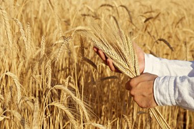 Unrecognizable farmer in a process quality control on a wheat field, checking the spikelets. Cropped shot of a man's hand holding the wheat ears. Close up, copy space for text, background.