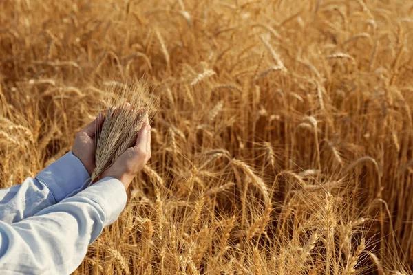 Female Farmer Process Quality Control Wheat Field Checking Spikelets Cropped — Stock Photo, Image