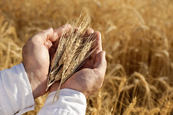 Unrecognizable farmer in a process quality control on a wheat field, checking the spikelets. Cropped shot of a man\'s hand holding the wheat ears. Close up, copy space for text, background.