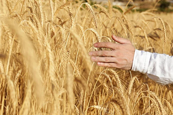 Unrecognizable farmer in a process quality control on a wheat field, checking the spikelets. Cropped shot of a man\'s hand touching the wheat ears. Close up, copy space for text, background.