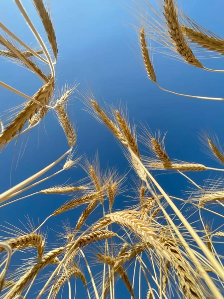 Close Shot Golden Wheat Ears Large Cultivation Field Soft Midday —  Fotos de Stock