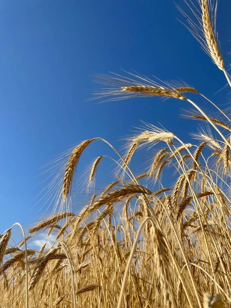 Close Shot Golden Wheat Ears Large Cultivation Field Soft Midday — Stok fotoğraf