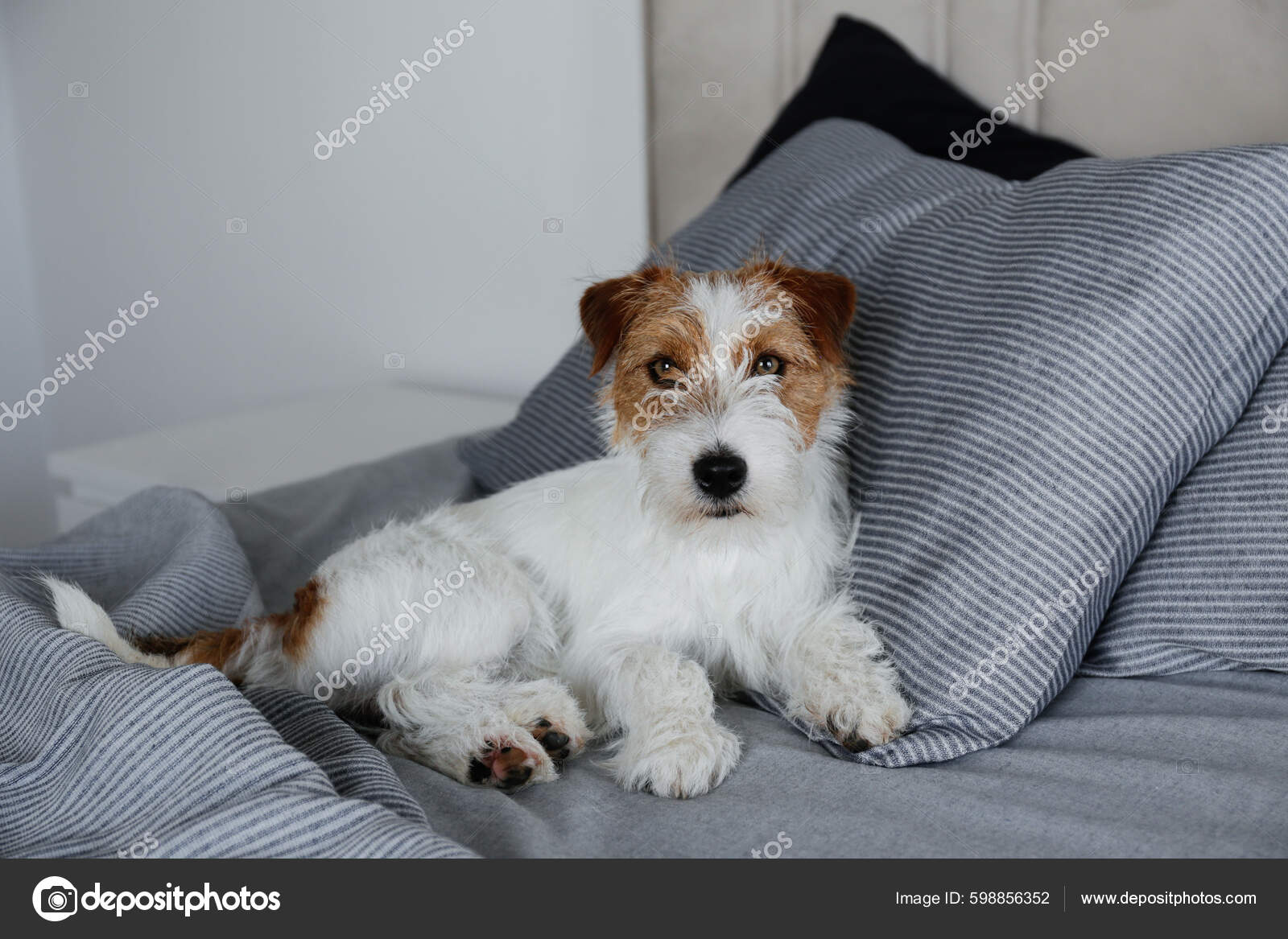 Cute One Year Old Jack Russel Terrier Puppy Folded Ears Stock