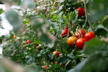 Close up shot of organic tomatoes growing on a stem. Local produce farm. Copy space for text, background.