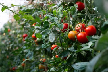 Close up shot of organic tomatoes growing on a stem. Local produce farm. Copy space for text, background.