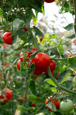 Close up shot of organic tomatoes growing on a stem. Local produce farm. Copy space for text, background.