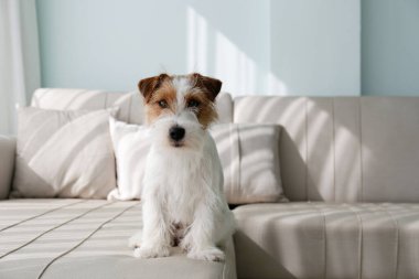 Wire Haired Jack Russell Terrier puppy on the couch looking at the camera. Small rough coated doggy with funny fur stains resting on a sofa at home. Close up, copy space, background