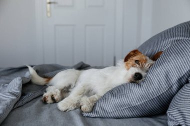 Cute wire haired Jack Russel terrier puppy with folded ears alone in a bed with gray linens. Small rough coated doggy on striped bedsheets. Close up, copy space, background.