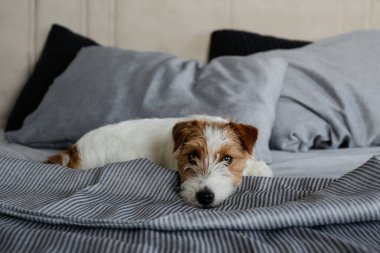 Cute wire haired Jack Russel terrier puppy with folded ears alone in a bed with gray linens. Small rough coated doggy on striped bedsheets. Close up, copy space, background.