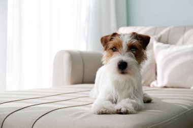 Wire Haired Jack Russell Terrier puppy on the couch looking at the camera. Small rough coated doggy with funny fur stains resting on a sofa at home. Close up, copy space, background