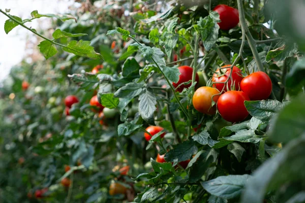 Close Shot Organic Tomatoes Growing Stem Local Produce Farm Copy — Photo