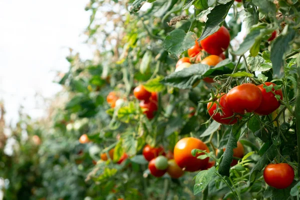 Close Shot Organic Tomatoes Growing Stem Local Produce Farm Copy — Photo