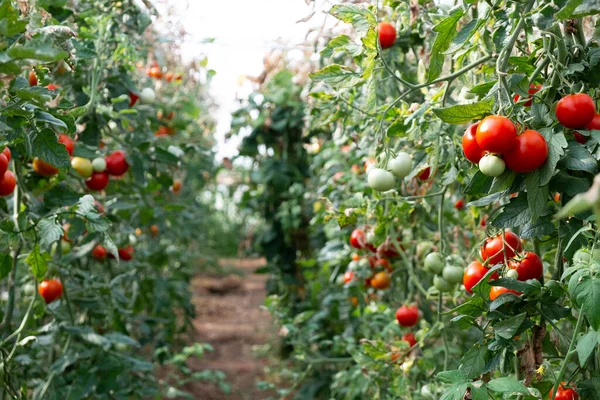 Close Shot Organic Tomatoes Growing Stem Local Produce Farm Copy — Photo