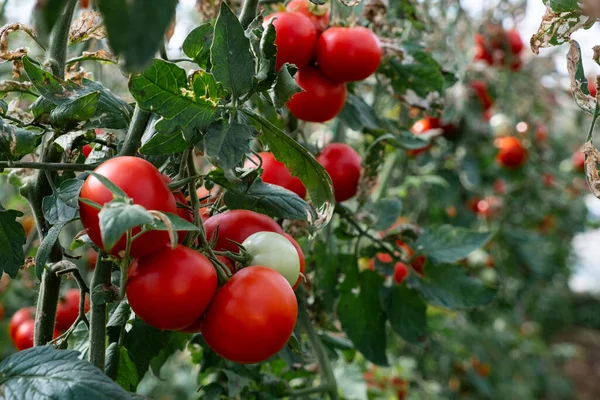 Close Shot Organic Tomatoes Growing Stem Local Produce Farm Copy — Photo