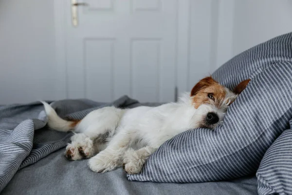 Cute Wire Haired Jack Russel Terrier Puppy Folded Ears Alone — ストック写真