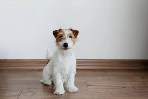 Cute Wire Haired Jack Russel Terrier Puppy White Wall Copy — Stockfoto