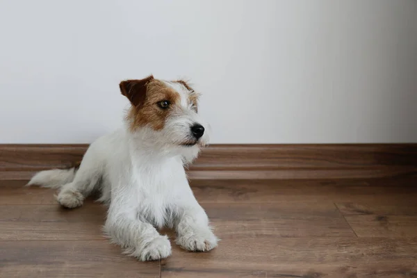 Cute Wire Haired Jack Russel Terrier Puppy White Wall Copy — Foto de Stock