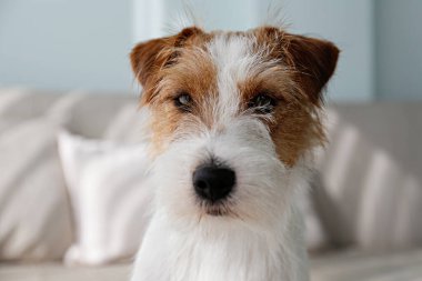 Wire Haired Jack Russell Terrier puppy on the couch looking at the camera. Small rough coated doggy with funny fur stains resting on a sofa at home. Close up, copy space, background
