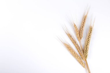 Bunch of golden wheat ears isolated on white background. Harvesting season concept. Copy space for text, closeup. 