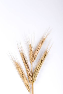 Bunch of golden wheat ears isolated on white background. Harvesting season concept. Copy space for text, closeup. 