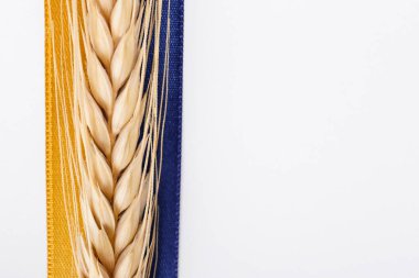 A single golden wheat ear and a ribbon in colors of a Ukrainian flag isolated on white background. 2022 wheat crisis concept. Copy space for text, close up.