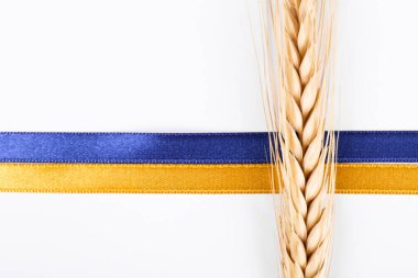 A single golden wheat ear and a ribbon in colors of a Ukrainian flag isolated on white background. 2022 wheat crisis concept. Copy space for text, close up.