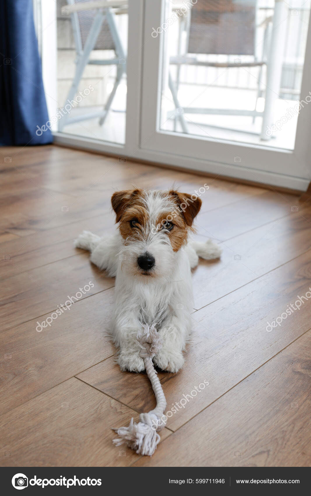 Fox Terrier Mix Types Of Dogs Jack Russell Jack Russell Cockapoo