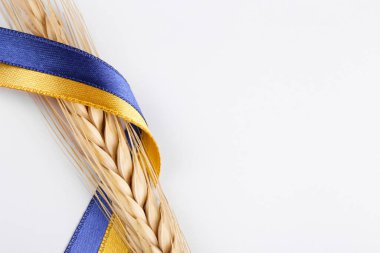 A single golden wheat ear and a ribbon in colors of a Ukrainian flag isolated on white background. 2022 wheat crisis concept. Copy space for text, close up.